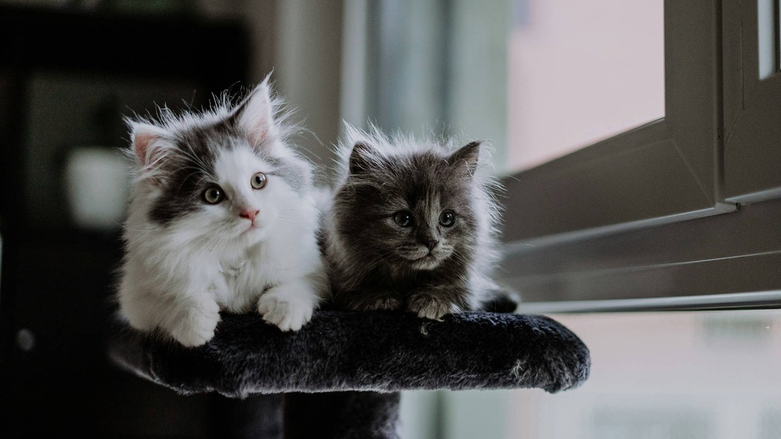 Cat Siblings Have an Intense Staring Contest-Then One Suddenly Slaps the Other 