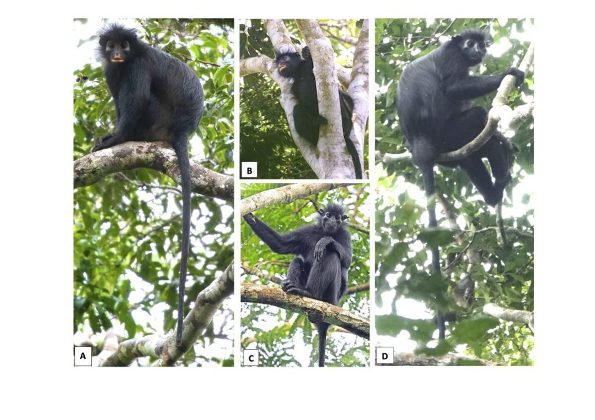  Colobus congoensis and C. satanas in life. (A & B) C. congoensis, Lomami National Park, Democratic Republic of Congo. ((A) Daniel Rosengren, (B) Bravo Bofenda. (C & D) C. satanas, Lop via SWNS) 
