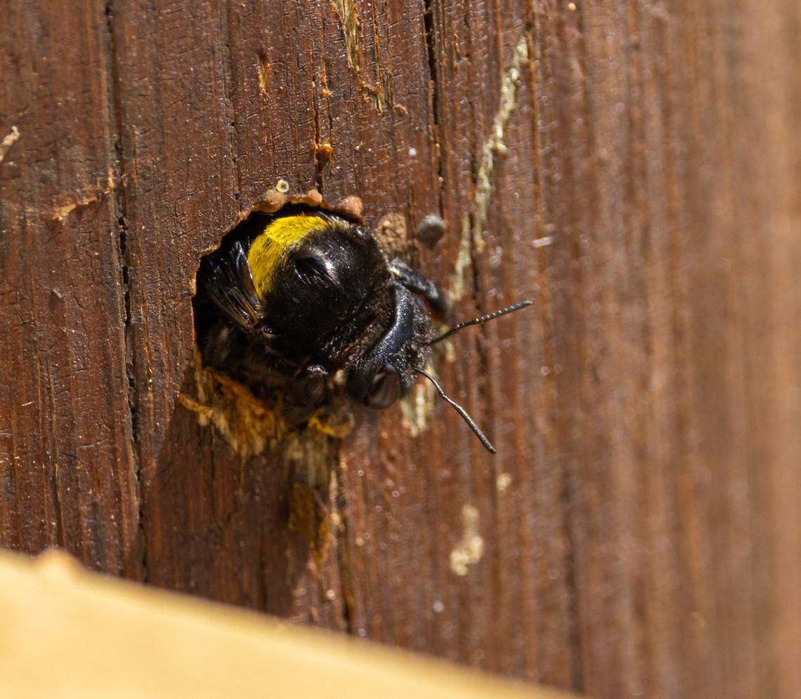 Carpenter bees can damage wooden structures by boring into timbers and siding to construct nests. 