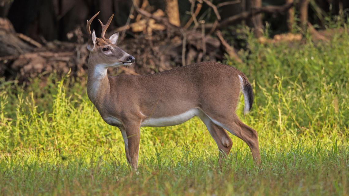 This photo by Marcus Constance and provided by the U.S. Forest Service, shows a white-tailed buck in the Kisatchie National Forest in central Louisiana during December 2020. (Marcus Constance/U.S. Forest Service via AP)