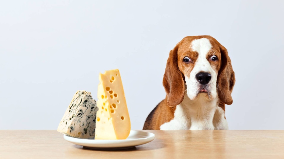 This Dog Parent Tested Out Their Dogs' Self-Control, and It Was Stressful for Everyone 