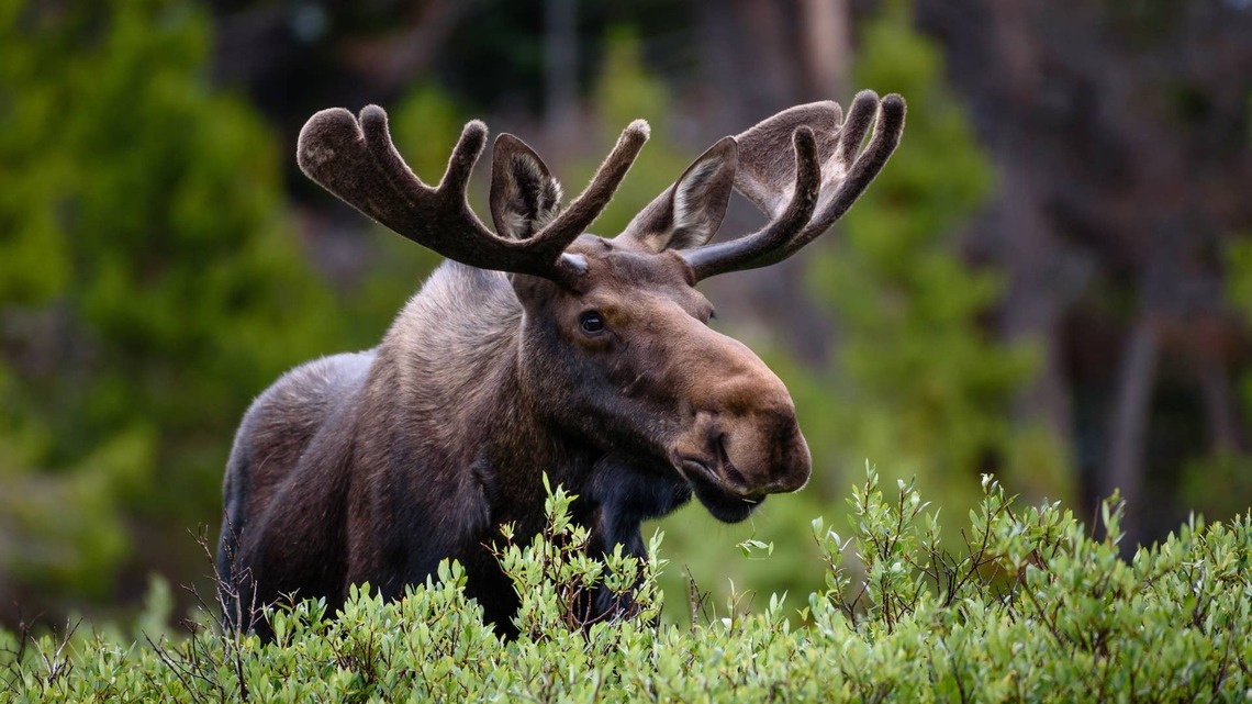 Man Sings to a Moose, and the Reaction Is So Sweet 