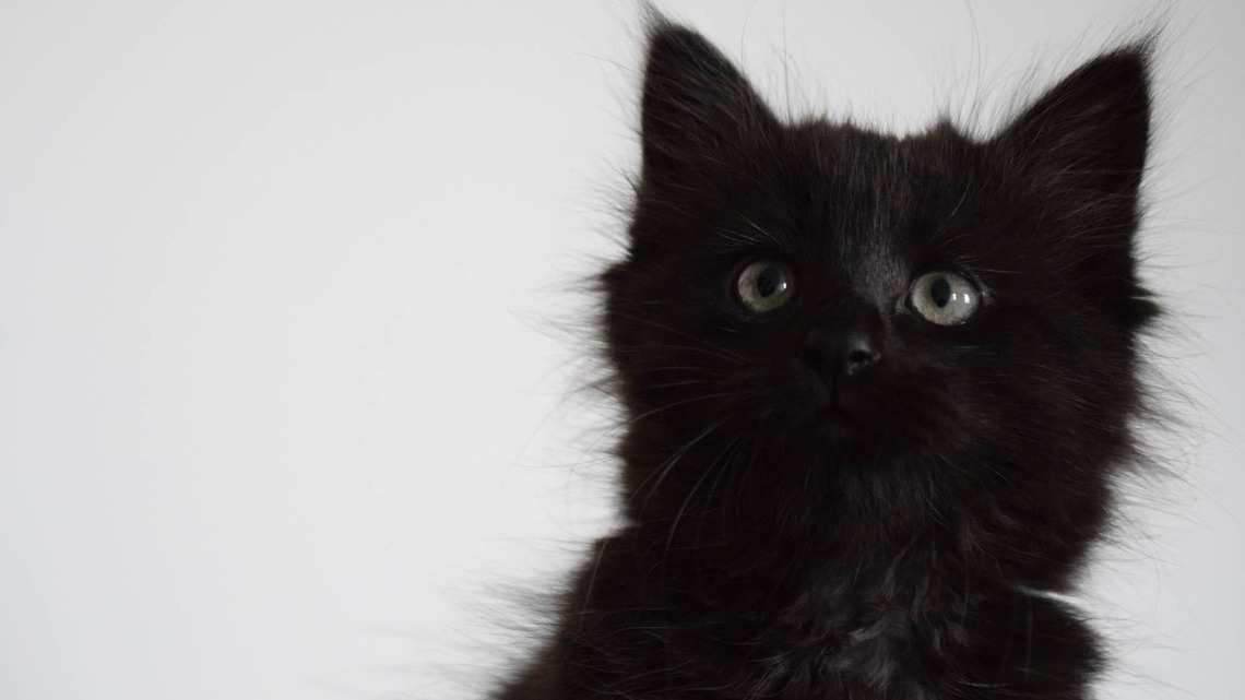 Spicy Black Maine Coon Kitten Meets a Dog for the First Time and Instantly Says, 'Not on My Watch' 