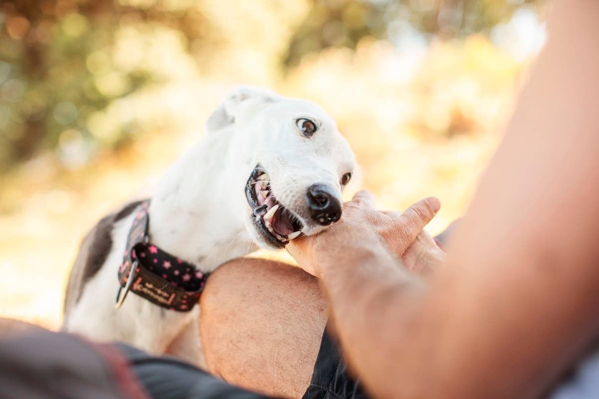  Saying certain words and phrases can calm an anxious dog.