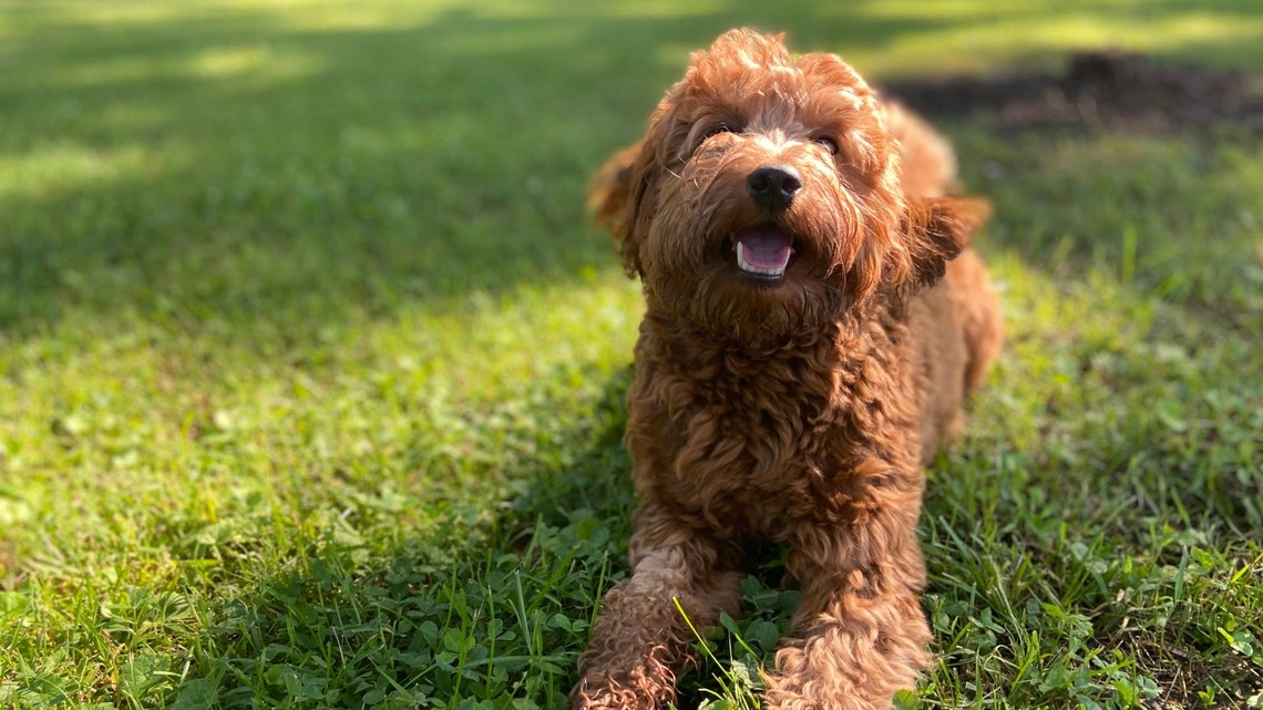 Mini Goldendoodle 'Adopts' a Baby Rabbit as Her Own Like the Best Little Bonus Mom 