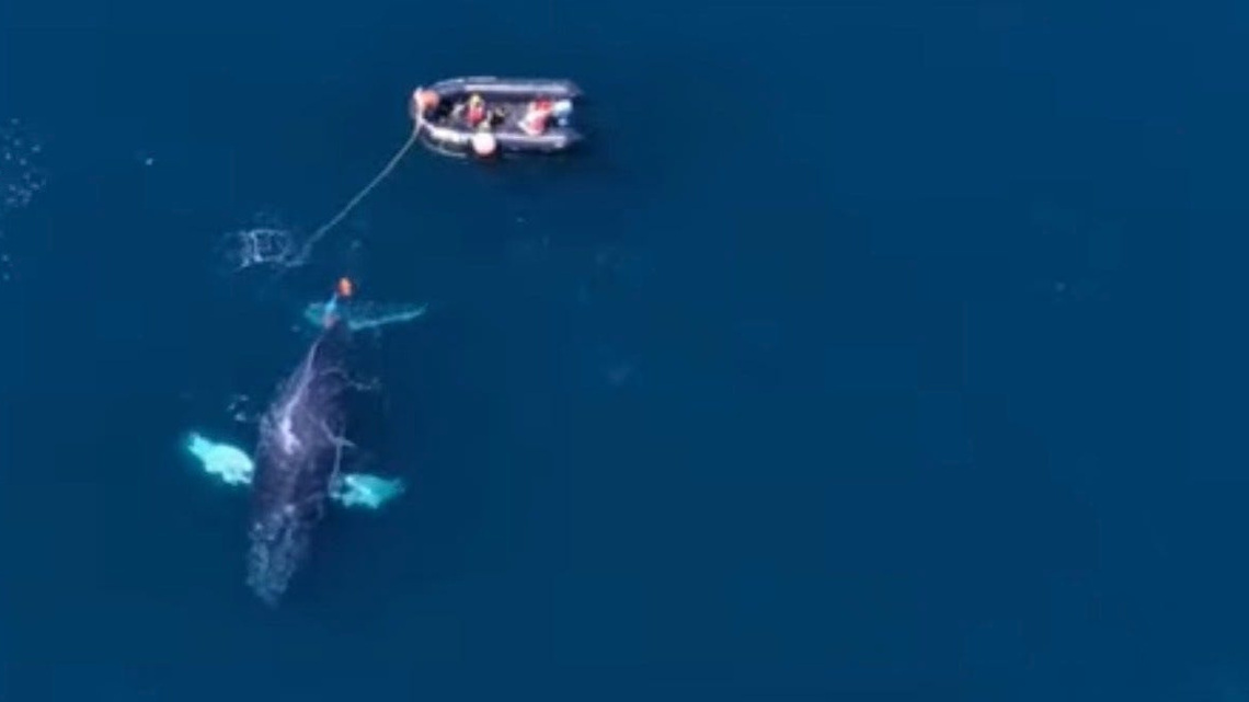 Rescue team frees 'relatively large' humpback whale from fishing gear 