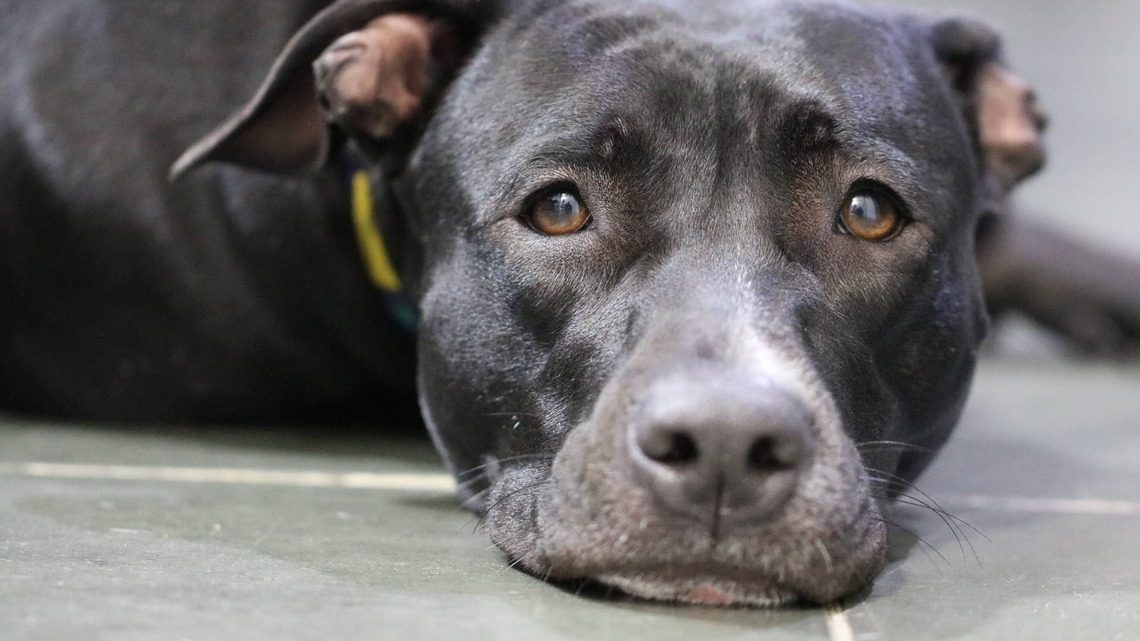 Pit Bull Shares His List of Conspiracy Theories, and Some of Them Truly Make Sense 