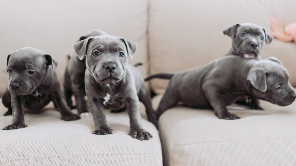 Giant Pillow Brings Out the Zoomies in These Staffordshire Bull Terrier Puppies 