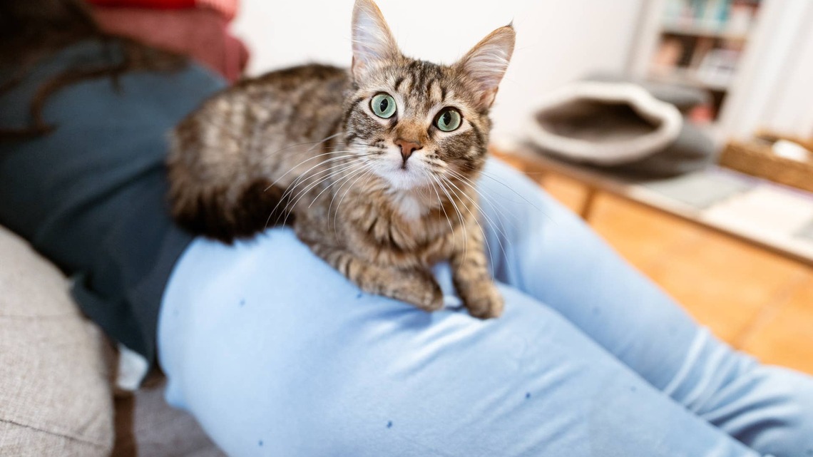 Nearly Half of Americans Won't Foster a Shelter Pet Because of One Common Misconception 