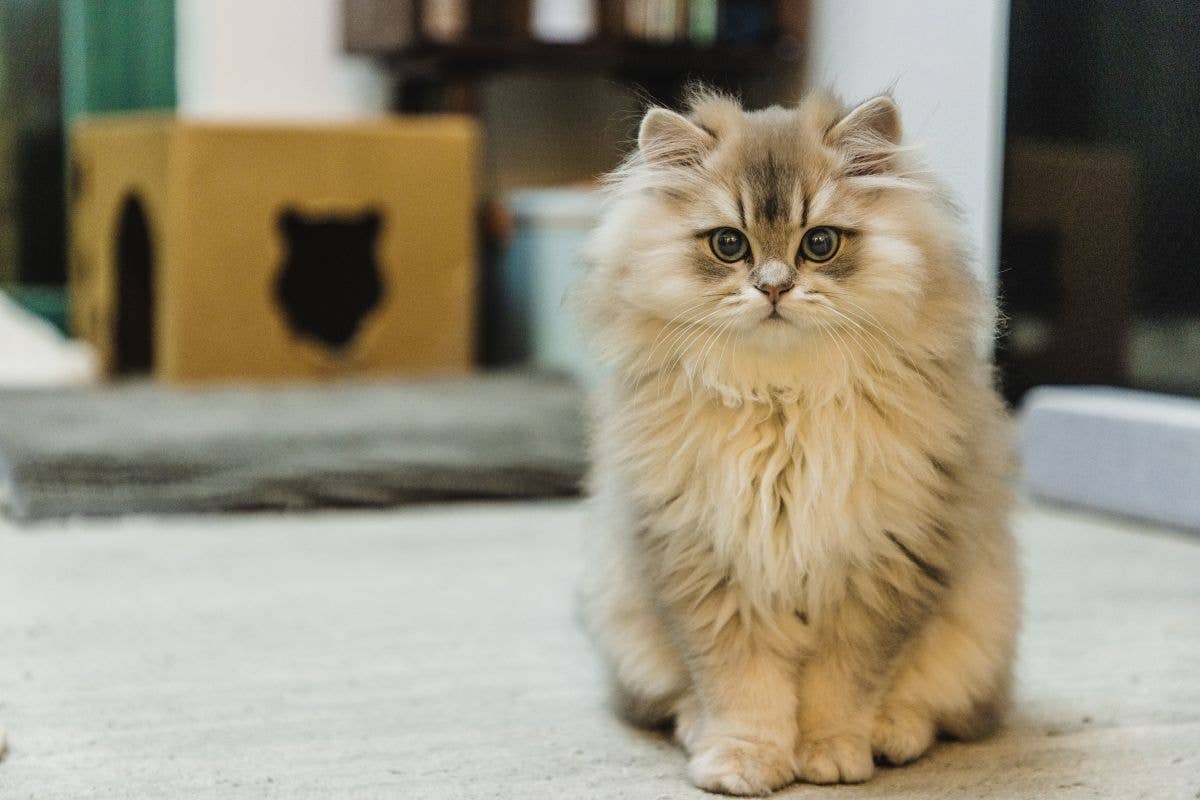  Shelter cats that are mixed breeds can also be great Maine Coon alternatives.