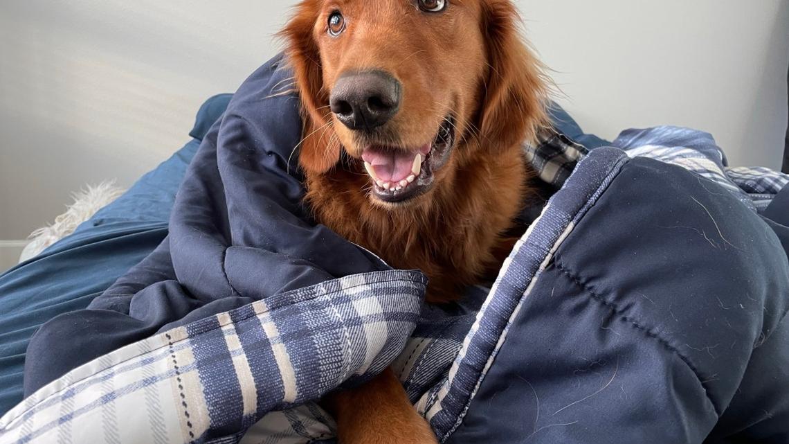 '70-Pound Mama's Boy' Golden Retriever Refuses to Go Outside in the Cold-His Feelings Are Hurt 