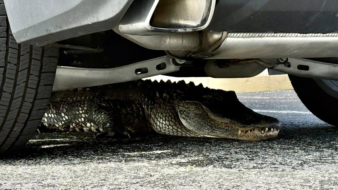 Alligator Hit by Car at North Carolina Bank Drive-Thru Sparks Rescue by Gatorwise