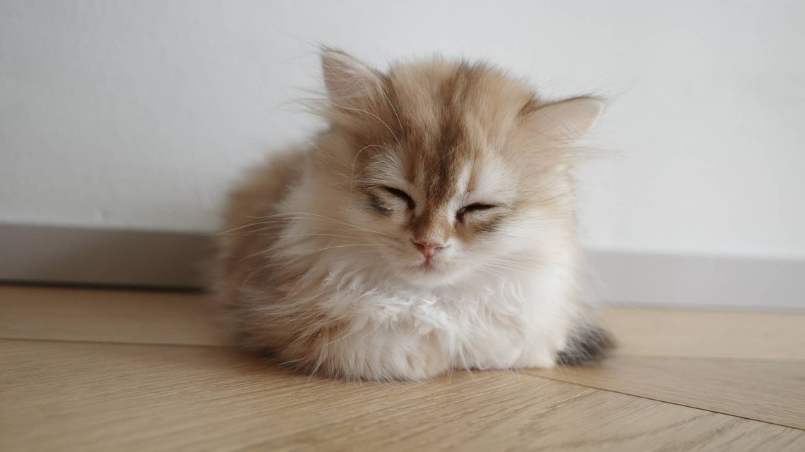 Orange British Longhair Kittens Look Like the Perfect Bundle of Marshmallows 