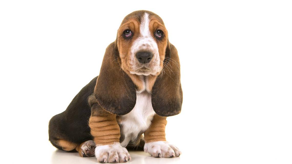 Wrinkly Basset Hound Puppy's Stair-Climbing Attempt Is Stealing Hearts 