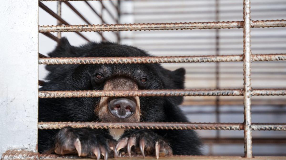 The moon bears during rescue from the bile bear farm. (Free the Bears via SWNS). 