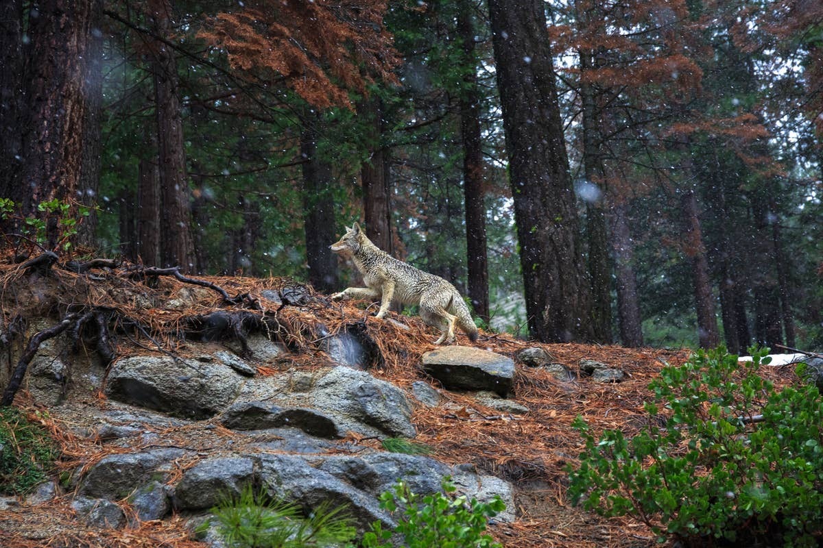  Seasonal changes can increase coyote howling activity.