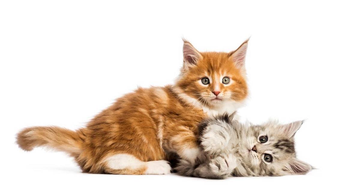 An orange and a gray Maine Coon kitten playing. 