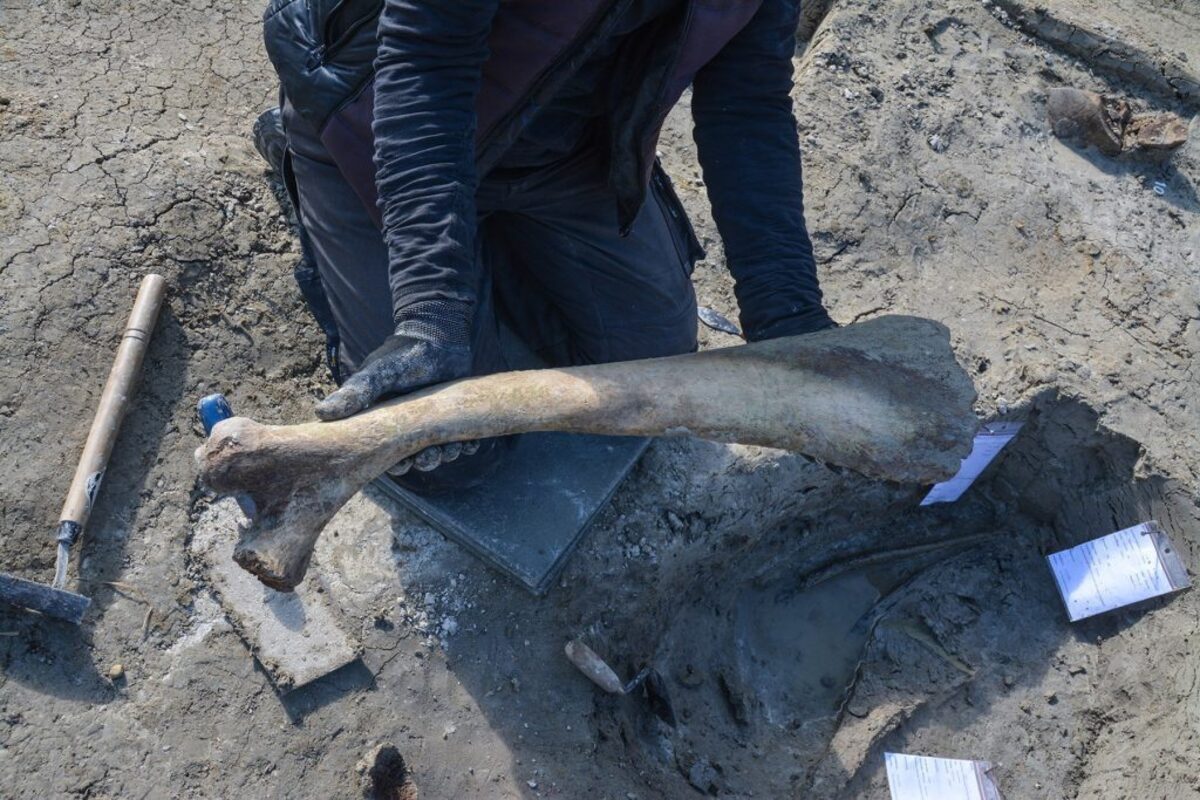  Recovery of the first left rib from the mammoth's ribcage. (BLfD via SWNS) 