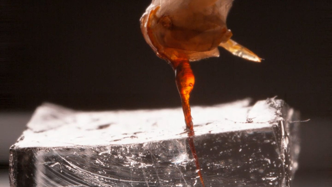 Ouch! New video shows what happens when a bee stings 