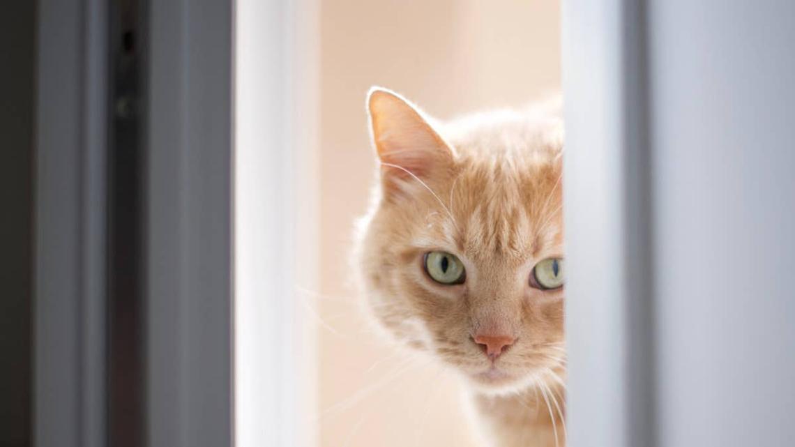 Orange Cat on a Diet Rats Out His Mom to Dad for Not Feeding Him 