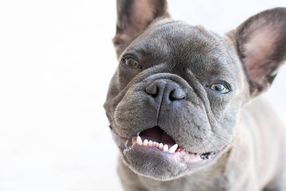 Close-up of a happy, smiling French Bulldog. 