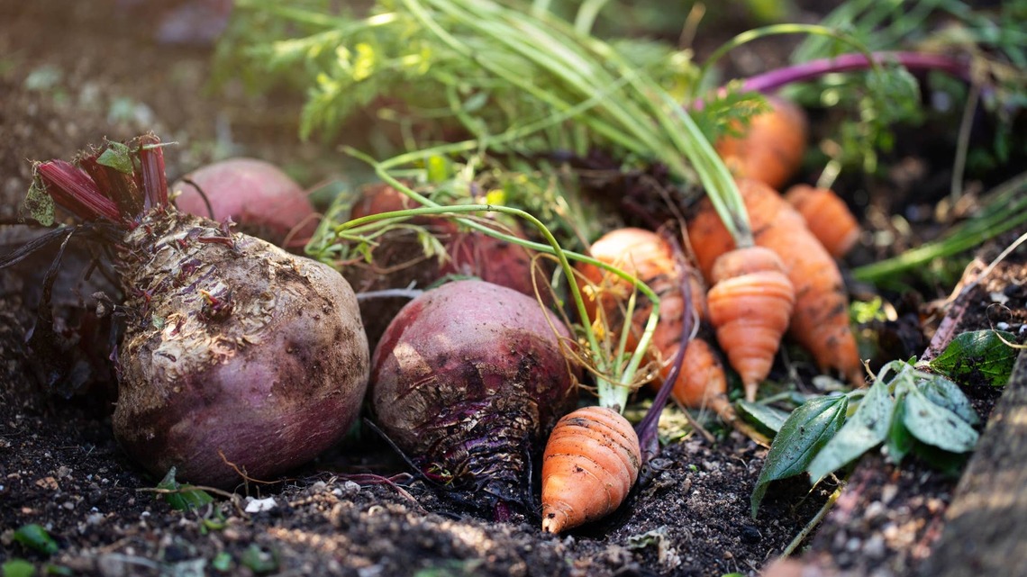 Why Fall Root Vegetables Taste Sweeter Than Summer Crops (and Which Ones to Plant Now) 