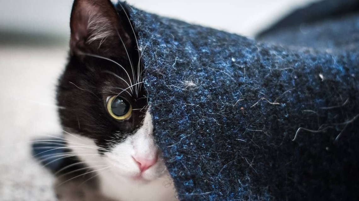 Tuxedo Cat Lands in Shelter After Beloved Human Enters Hospice, and His 'Heart Is Hurting Right Now' 