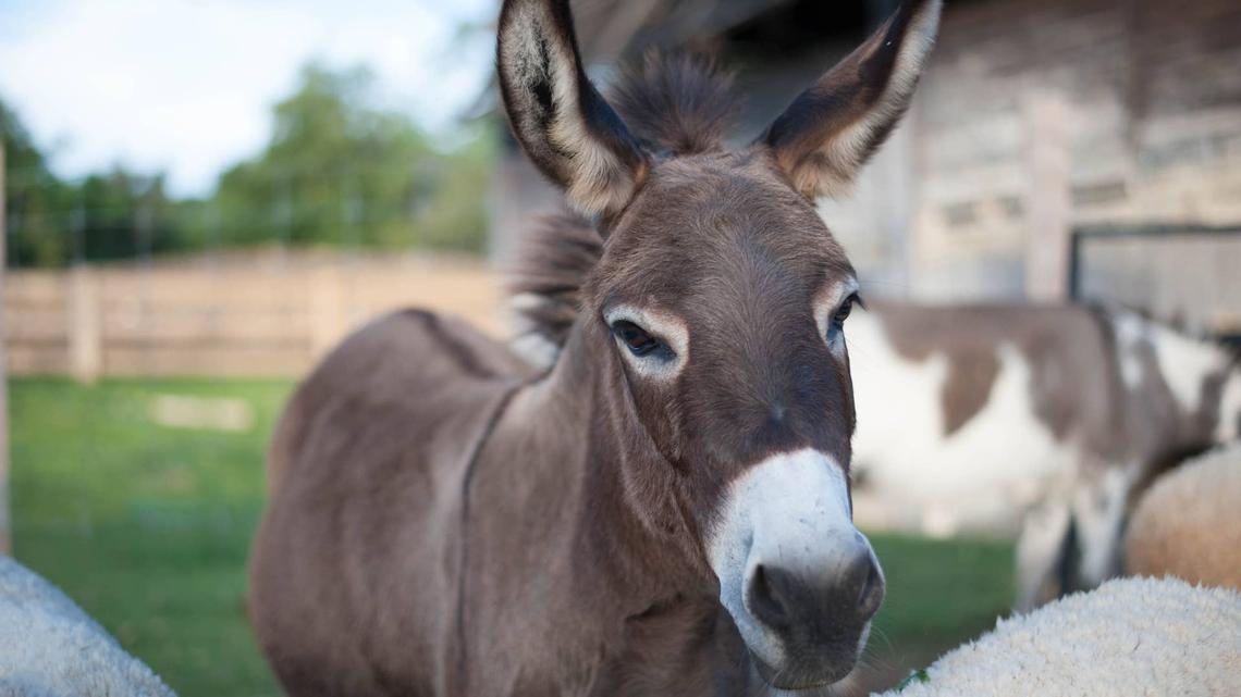 Farmer Explains How Donkeys Communicate Their Emotions and Turns Out They're Adorable 
