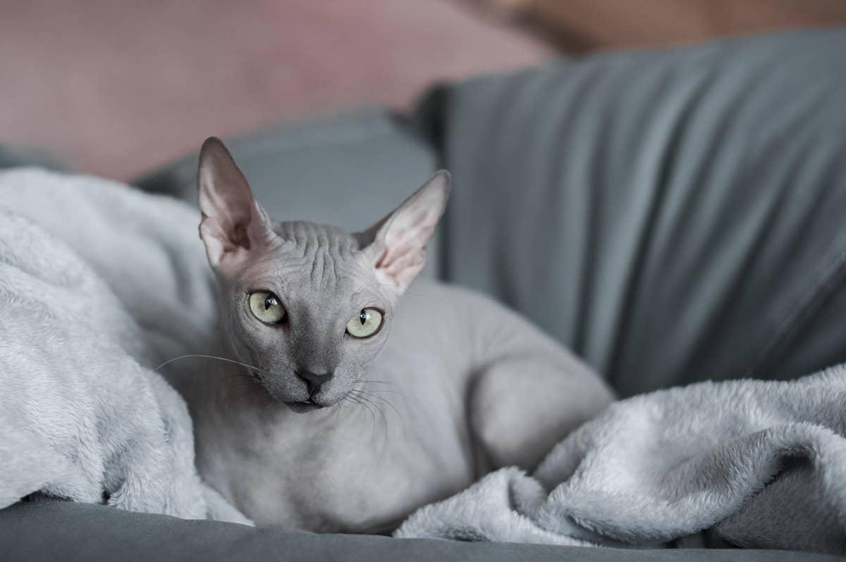 Sphynx cats need gentle interaction and handling.