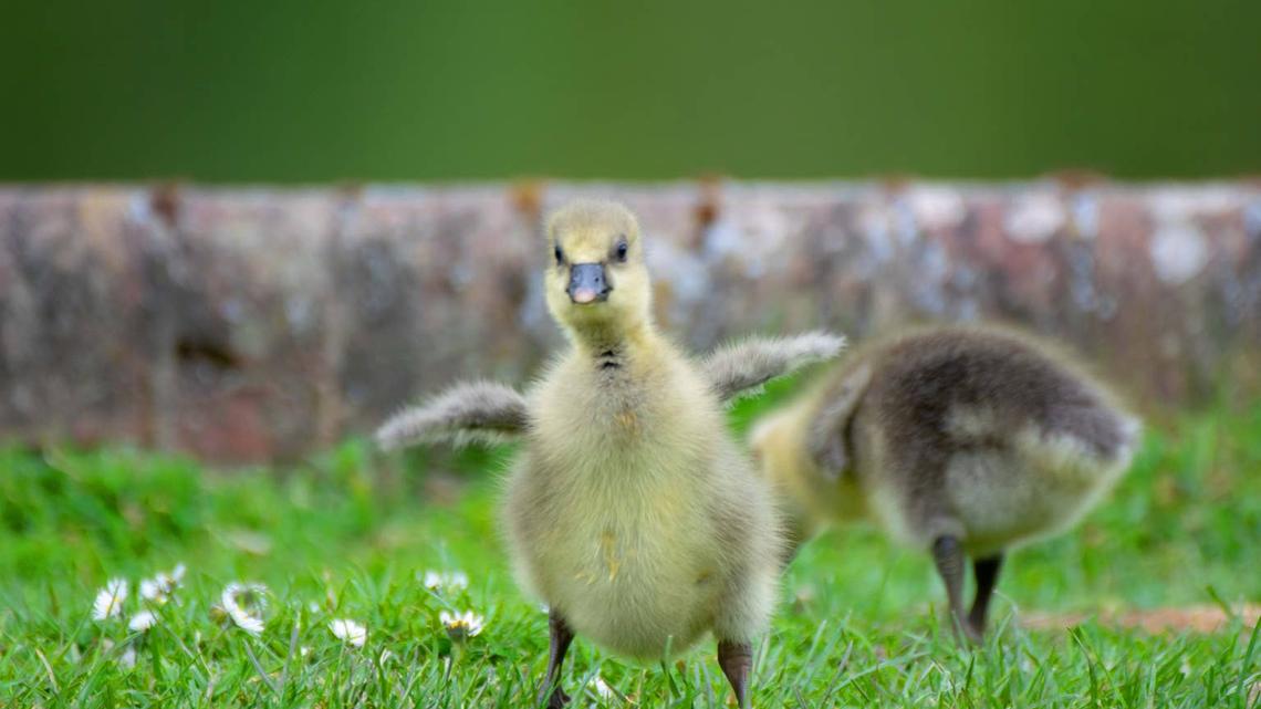 Mama Goose Teaching Goslings to Flap Their Wings Is Pure Internet Gold 