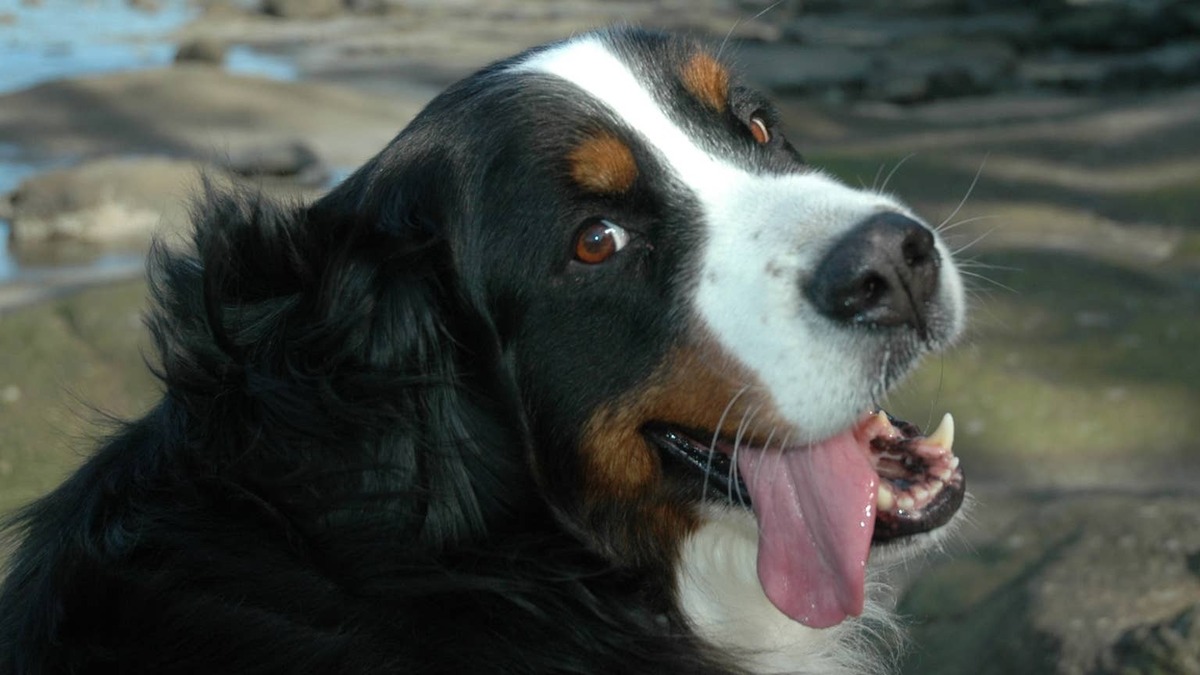 Bernese Mountain Dog. 