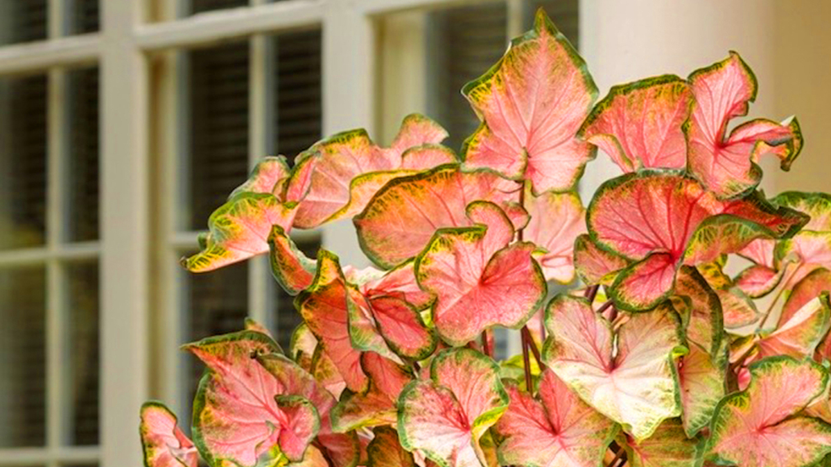 Caladiums and calibrachoas, why not. This elegant planter features Heart to Heart Chinook caladium, the ‘Caladium of the Year’. The partners are Surefire Cascade Red begonia and Superbells Magic Double Grapefruit calibrachoa both of which are making their debut this year. (Norman Winter/TNS)