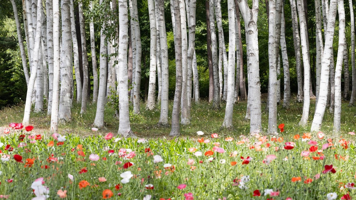 Arborists Warn: Never Prune These 3 Trees in August 