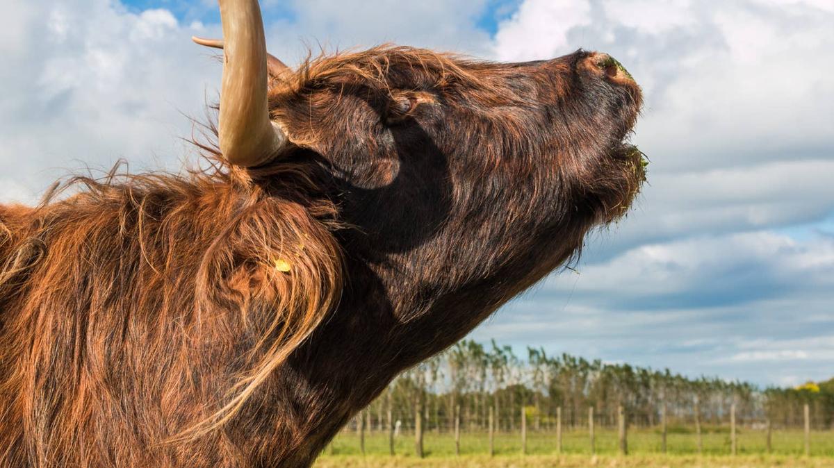 cow. 