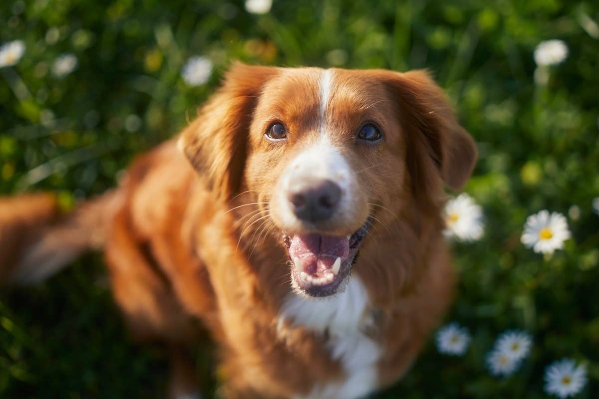  This energetic retriever shares many traits with the beloved Golden Retriever.