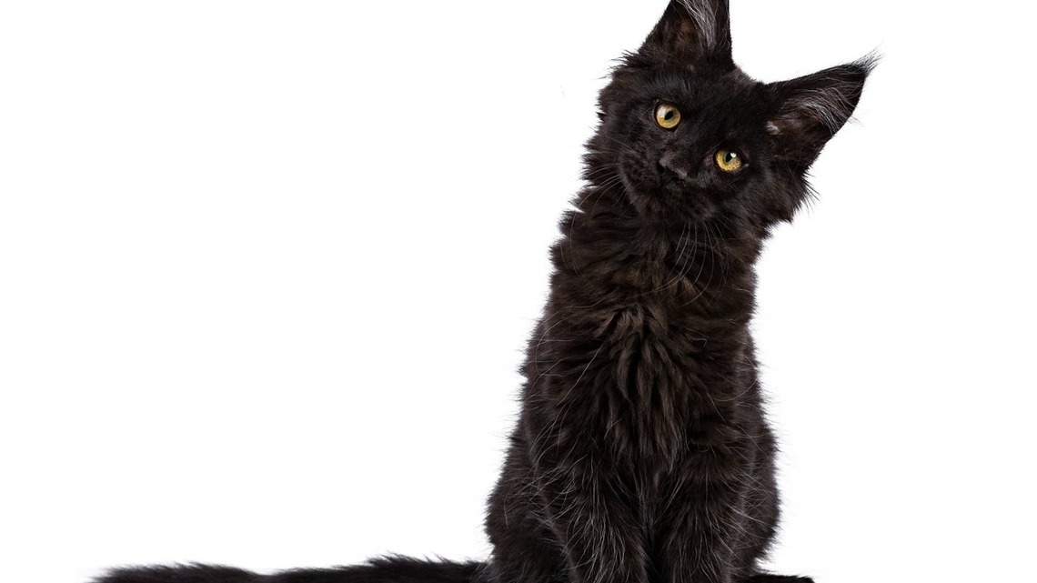 Black Maine Coon Kitten's Precious Extra Toes Make Her Feet Look 'Backward' 