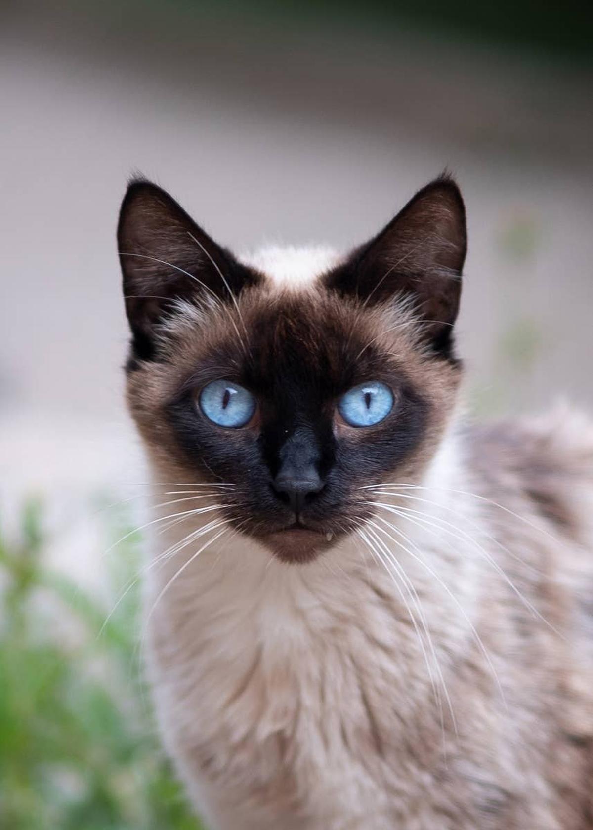  A pretty and sweet Siamese cat with blue eyes.