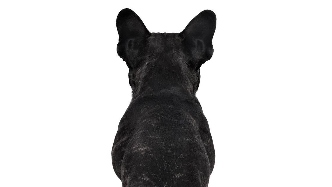 Dog Breed Ranked No. 1 for Busy People Is a Small and Easygoing Pup 