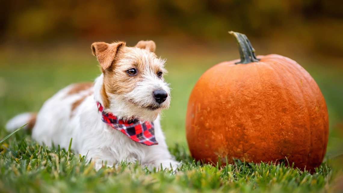 The Foggy Dog's Pumpkin Spice Bandana Is Basically a PSL for Pups 