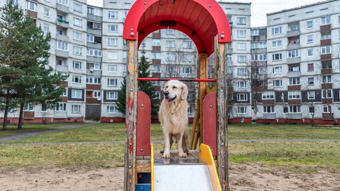 Golden Retriever Takes Park by Storm With Totally Chill Swing Sesh 