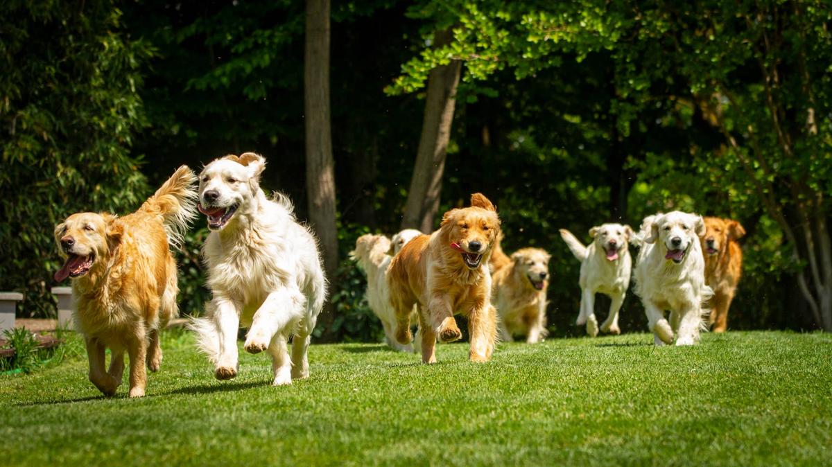 Dogs running.