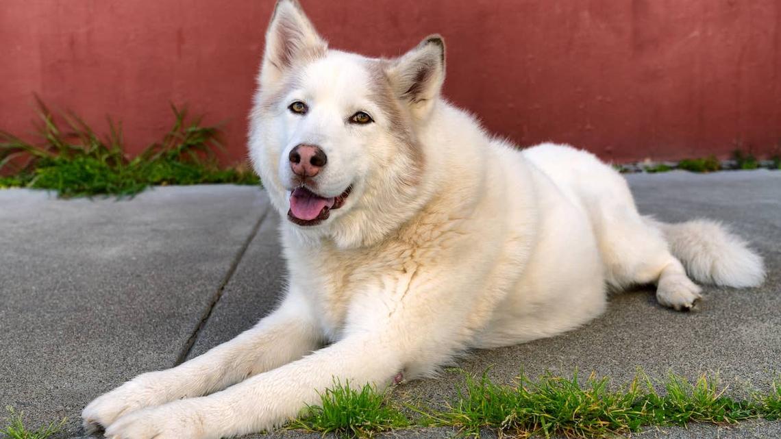 3-Legged Husky Who Keeps Having Meet-and-Greets Canceled Has 'So Much Love to Give' 