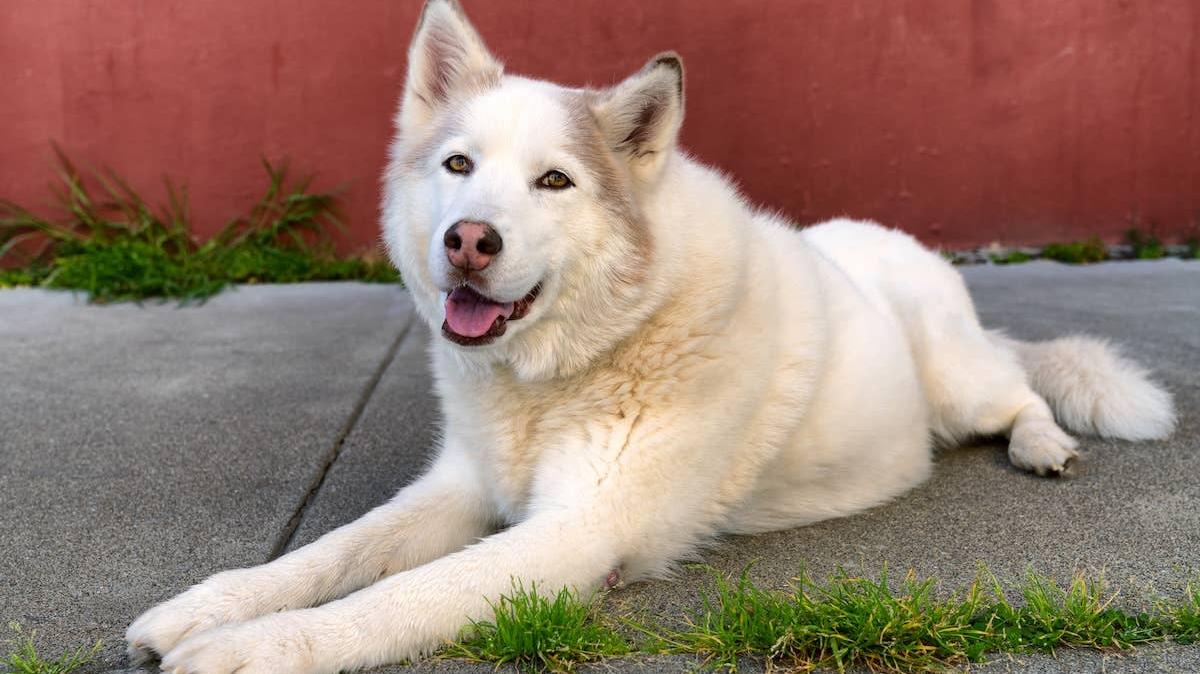 Adorable white Husky dog. 