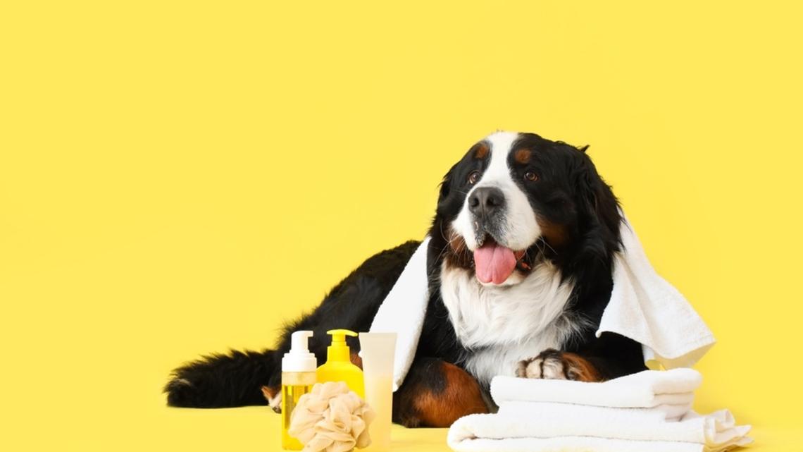 Adorable Bernese Mountain Dog Is the Absolute Poster Pup for Bath Time 