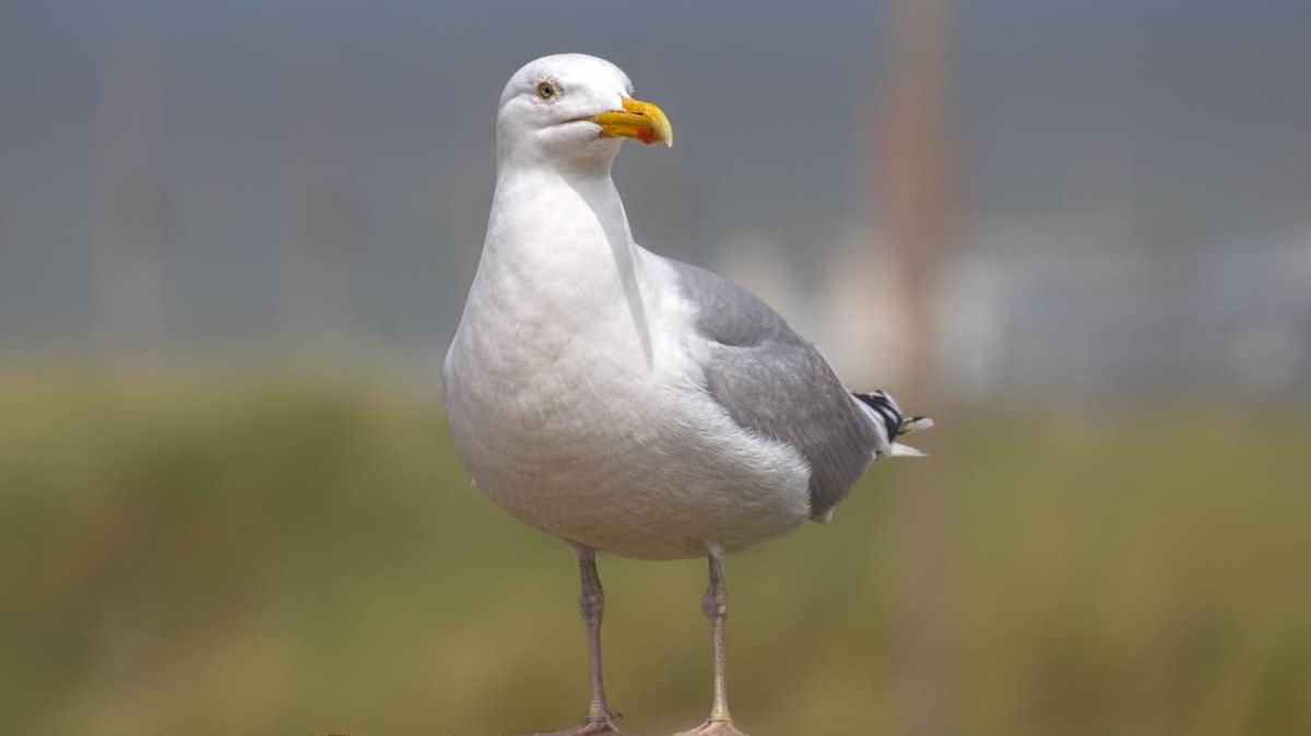Seagull outside by the ocean. 