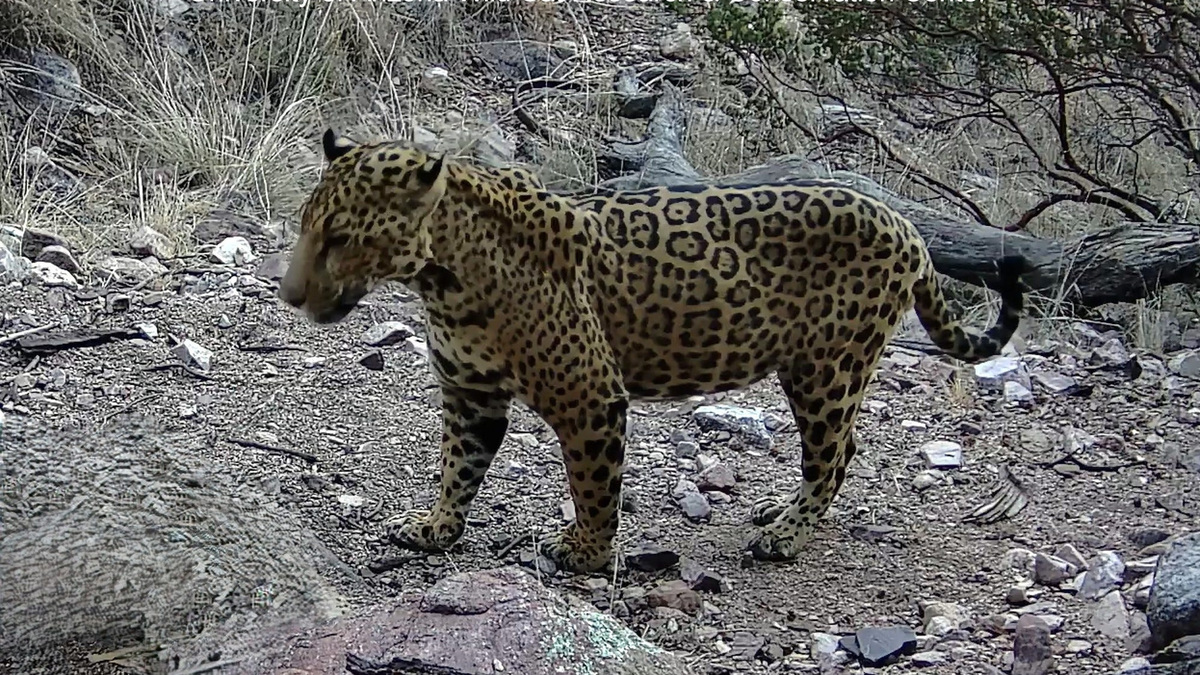 'Cinco' is on the move again. Meet all 5 jaguars spotted in Arizona