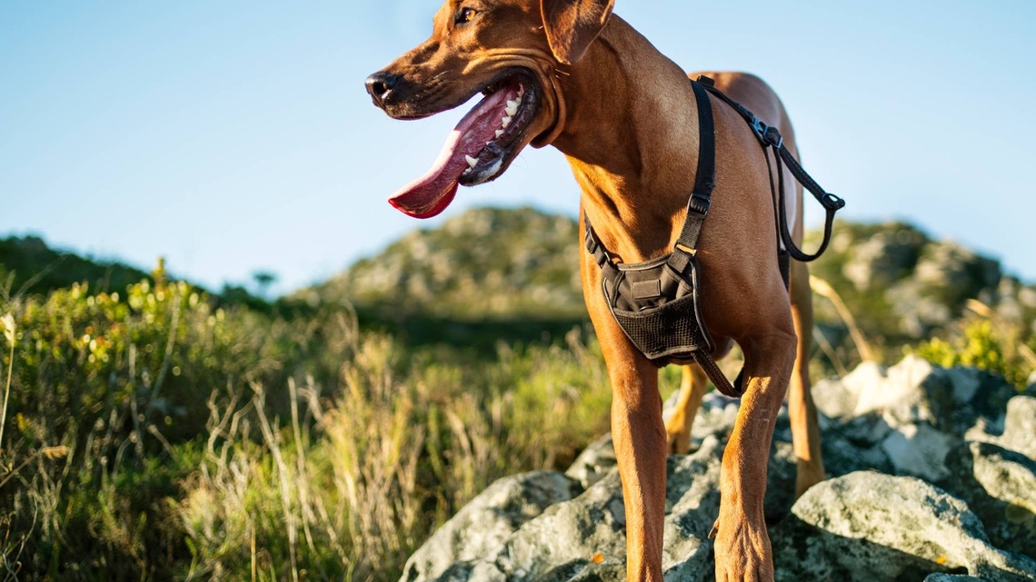This Industrial-Grade Magnetic Dog Harness Is a Total Game-Changer for Daily Walks 