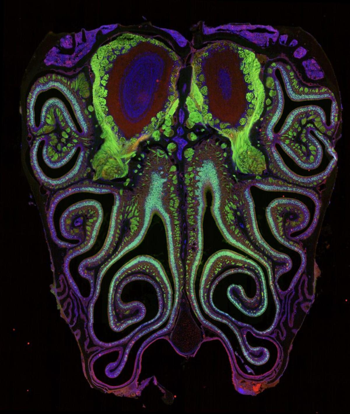  A microscope photo of a cross section of a mouse nose. The mouse was genetically modified to express green fluorescent protein in smell neurons. A small subset of dying neurons is labeled in red. (Datta Lab via SWNS) 