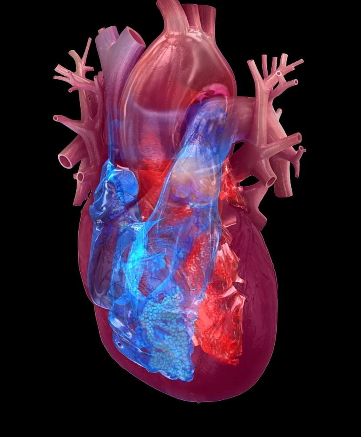  Four chambers of the heart: right atrium, right ventricle, left atrium, left ventricle. (American Heart Association via SWNS) 