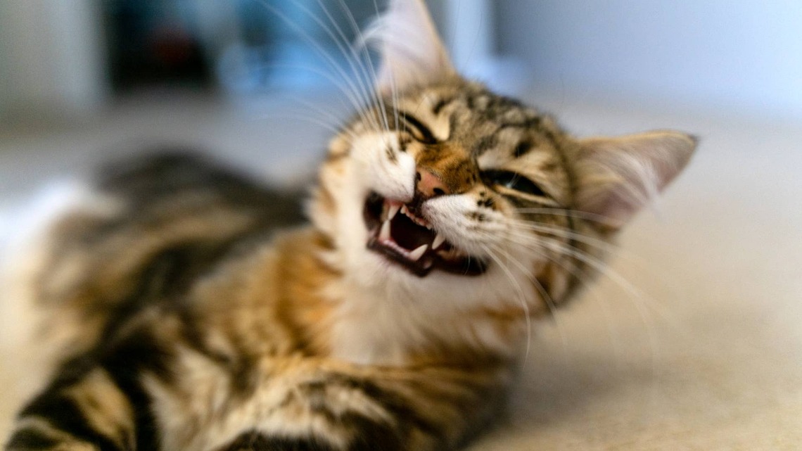 Tabby Cat's Hilarious Toothy Grin Legit Makes Him Look Like a T. Rex 